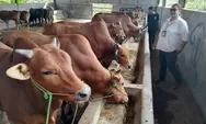 Penyakit PMK Sedang Tinggi, Pemkot Minta Peternak Sementara Tidak Beli Sapi dari Luar Kota