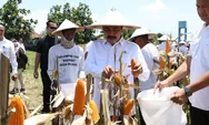 Dorong Ketahanan Pangan Nasional, Menteri Imipas Panen Jagung di Sidoarjo