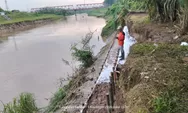 Tangani Darurat Tanggul Kali Bodri yang Kritis, Dinas PU  Pasang Trucuk Bambu