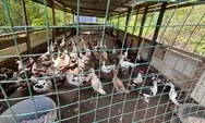 NHM Peduli Dorong Pemberdayaan Ekonomi Masyarakat Lewat Pilot Project Peternakan Telur Bebek