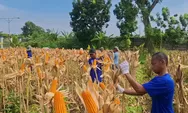 Perjuangan Lapas Terbuka Kendal Jaga Produksi Jagung di Tengah Ancaman Rob