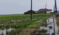 Banjir Rob Genangi Lahan Pertanian, Puluhan Hektar Terancam Gagal Panen