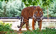 Dari 10 Kini Tersisa 4, Ada Apa dengan Harimau di Semarang Zoo?