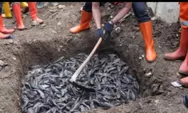MUI Sebut Ikan Sapu-sapu Dikubur Hidup-hidup Tak Sesuai Prinsip Islam, Pramono Janji Bakal Ada Penyesuaian