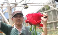 Makna Tersembunyi di Balik Warna Mawar dan 2 Wilayah Sentra Produksi Terbesarnya di Jawa Barat