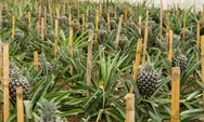 TOP 3 Wilayah Paling Banyak Menghasilkan Buah Nanas di Kabupaten Bogor, Hasil Panen Mencapai 11.215 Kuintal