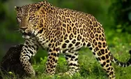 Macan Tutul Jawa Nyaris Punah, Manusia Kini Bersiap Menanggung Akibatnya!