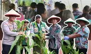 Swasembada Pangan Bergema di Utara: Bupati Talaud dan Forkopimda Panen Jagung, Wujudkan Dukungan Penuh Program Nasional