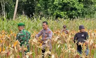 Kapolsek Kabaruan Kepulauan Talaud, Ipda. Andika Eka Putra Amisi, SH, Pimpin Panen Jagung Hasil penanaman Kuartal IV ​