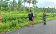 Hama Tikus Serang Sawah, Babinsa Ambela Talaud Turun Tangan Bantu Petani Padi