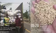 Sokong Asta Cita Presiden, Bulog SulutGo Masif Serap Hasil Panen Petani Lokal demi Swasembada Pangan