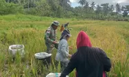 Wujud Kemanunggalan TNI: Sertu Markus Ratunguri Motivasi Petani Ambela Talaud di Tengah Musim Panen
