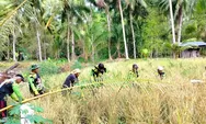 Wujudkan Ketahanan Pangan Nasional, Babinsa Koramil 1312-02/Lirung, Serka Hudson Laberu Bantu Warga Tani Panen Padi Ladang.