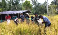 Babinsa Koramil 03/Beo Talaud, Sertu Pence Maapanawang Bersama Kelompok Tani Marimbe Laksanakan Panen Padi Ladang