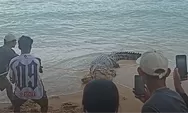 Buaya Viral di Pantai Tinggian Kombi Tondano, Sempat Dipanah hingga Akhirnya Ditangkap Warga
