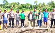 Kapolsek, Ipda Eyckman V. Gagola, SH Pimpin Penanaman Jagung Serentak di Desa Mala Timur Kepulauan Talaud Guna Kejar Target Swasembada