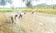 Perkuat Ketahanan Pangan, Babinsa Koramil 1312-08/Melonguane Dampingi Petani Tanam Padi di Desa Ambela Talaud