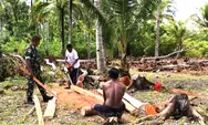 Atasi Kesulitan Warga, Babinsa Koramil 1312-01/Kabaruan, Serka Agus Tuter Bantu Pemotongan Kayu Bahan Bangunan Rumah di Desa Binaan