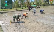 Aparat Teritorial Kodim 1312/Talaud Terus Dampingi Petani, Tanam Padi Di Desa Ambela
