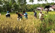 Babinsa Desa Rae Selatan Bersama Poktan Anda’aran Laksanakan Panen Padi Ladang