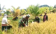 Babinsa Hadir di Tengah Petani, Kawal Panen Padi di Desa Ambela