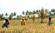 Babinsa Koramil 1312-08/Melonguane, Sertu Markus R Dampingi Panen Padi, Dandim: Bukti Nyata Kepedulian TNI untuk Rakyat