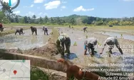 Babinsa Dampingi Petani Tanam Padi, Wujudkan Ketahanan Pangan di Talaud