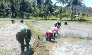 Babinsa Turun Sawah, Dandim Talaud Tegaskan Komitmen TNI Dukung Ketahanan Pangan di Ambela
