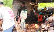 Jalin Kebersamaan, Babinsa Bantu Petani Kupas Kelapa