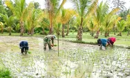 Babinsa Dampingi Petani Laksanakan Penanaman Padi Sawah di Desa Ambela