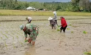 TNI Dorong Produktivitas Pertanian, Babinsa Ikut Tanam Padi di Sawah Warga