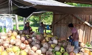 Bantu Olah Hasil Kelapa, Babinsa Koramil 1312-05/Essang, Koptu Alpret Pusut Laksanakan Giat Pendampingan