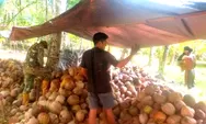 1312-01/Lirung, Kopda Steven Manangkabo Turun Langsung Bantu Petani Kopra