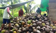 Peduli Kesulitan Warga, Babinsa Koramil-02/Lirung, Sertu Jerry Binei Turun Tangan Bantu Petani Olah Kelapa Jadi Kopra