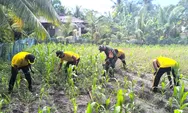 Perkuat Ketahanan Pangan di Beranda Utara, Babinsa bersama Anggota Polsek Karatung Bersihkan Lahan Jagung.