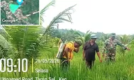 Respons Cepat Sertu Markus: Babinsa Ambela Kawal Petani Hadapi Serangan Hama
