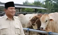 Prabowo Salurkan 1.098 Sapi Kurban, Anggaran Bersumber dari APBN Capai Rp100 Miliar