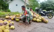 Dukung Ekonomi Warga Babinsa Serma Olden Wanua Bantu Olah Kelapa Jadi Kopra
