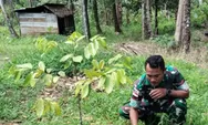 Babinsa Koramil 08/Melonguane Kopda Jonly Sarean Melaksanakan Pemeliharaan Bibit Pala di Lahan Milik Pribadi