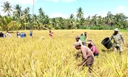 Babinsa Koramil 1312-08/Melonguane Hadiri Kegiatan Panen Padi Sawa Warga Di Dexa Ambela