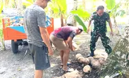 Babinsa Desa Miangas Bantu Warga Angkut Kelapa