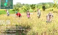 Panen Padi di Desa Ambela, Babinsa Koramil 1312-08/Melonguane Dukung Ketahanan Pangan Nasional