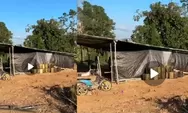 PETI Potolo Diduga Kembali Beroperasi, Isu Pemodal Besar dan WNA Mencuat