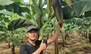 Pisang Cavendish Asal Cianjur Raih Juara II Lomba Buah Unggul Tingkat Nasional 2026