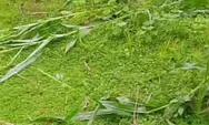 Sengketa Tanaman Jagung di Karassing Mengemuka, Korban Pertanyakan Mediasi Desa, Kades Beri Klarifikasi
