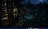 Pencurian Sapi Muncul di Sejumlah Wilayah Bulukumba, CCTV Batas Desa Diusulkan