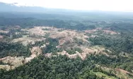 Laporan RAN 2025: Janji Perusahaan Global Soal Rantai Pasok Bebas Deforestasi Masih Jauh dari Kenyataan
