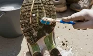 8 Poin Penting Sebagai Panduan Dalam Mencuci Sepatu Larimu Agar Tetap Awet dan Terjaga Performanya