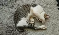 20 Gestur Kucing Yang Wajib Kamu Pahami Agar Bisa Kasih Respon yang Tepat