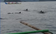 SENSASI Bercanda Dengan Lumba-Lumba di Teluk Kiluan Lampung, Nikmati Wisata Tanpa Bikin Kantong Jebol